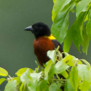 Tisserin tricolore