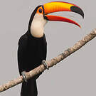 Toucan toco