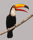 Toucan toco