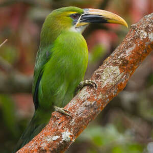 Toucanet à bec sillonné