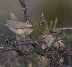 Tourco sable