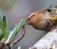 Troglodyte montagnard