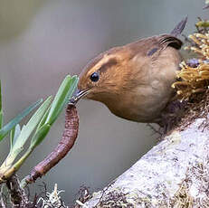 Troglodyte montagnard