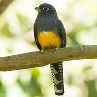 Trogon à lunettes jaunes