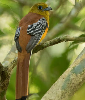 Trogon à poitrine jaune