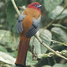 Trogon à tête rouge