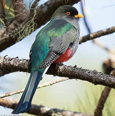 Trogon damoiseau