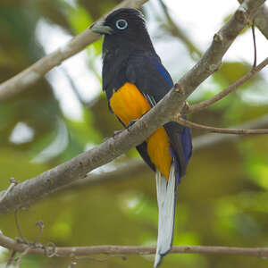 Trogon de Panama