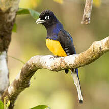 Trogon de Sclater