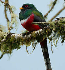 Trogon masqué