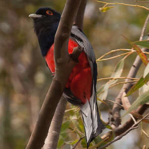 Trogon surucua