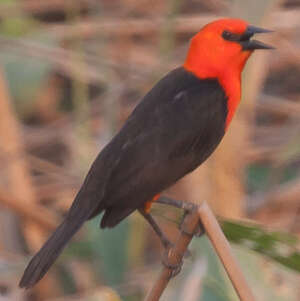 Troupiale à tête rouge