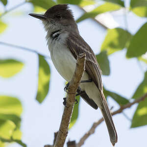 Tyran de Porto Rico