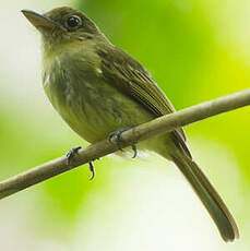 Tyranneau du Napo