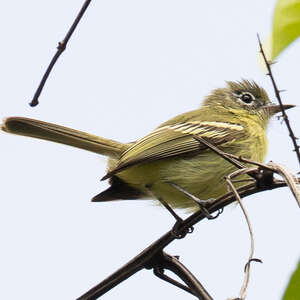 Tyranneau jaune-vert