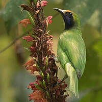 Verdin à front d'or