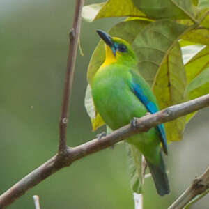 Verdin de Palawan