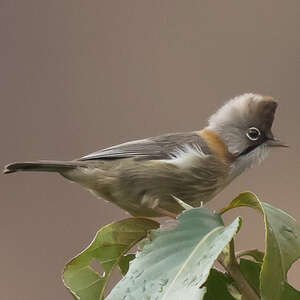 Yuhina à cou roux