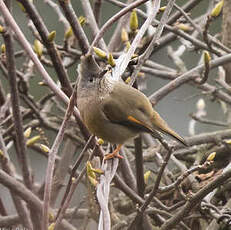 Yuhina à gorge striée