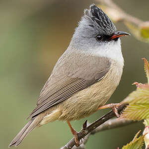 Yuhina à menton noir