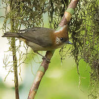 Yuhina à nuque blanche