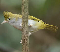 Yuhina à ventre blanc