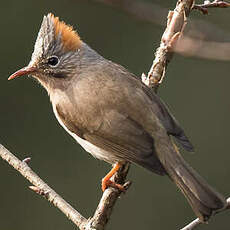 Yuhina à ventre roux