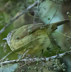 Zostérops à tête rayée