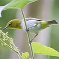 Lowland White-eye