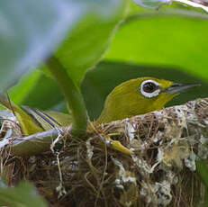 Zostérops des Philippines