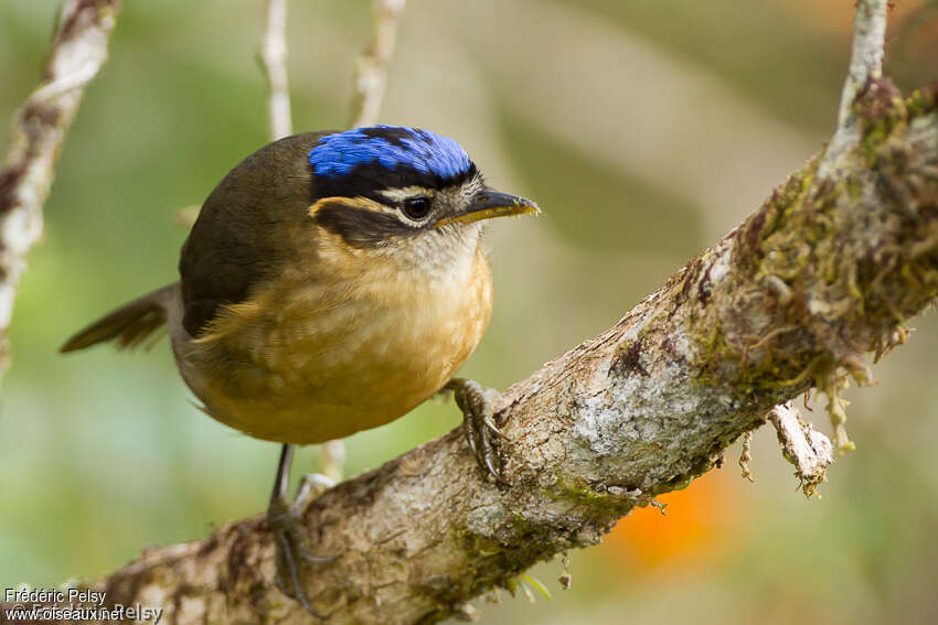 Blue-capped Ifrit female adult