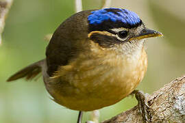 Blue-capped Ifrit