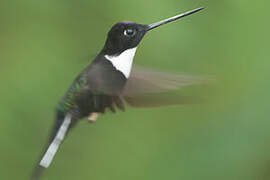 Collared Inca