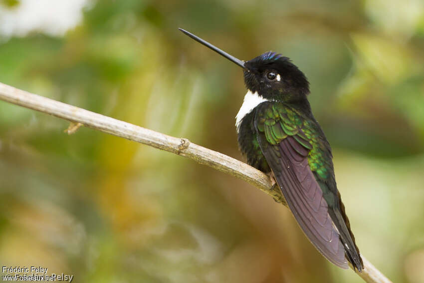 Inca à collier mâle adulte, identification