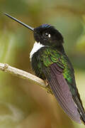 Collared Inca