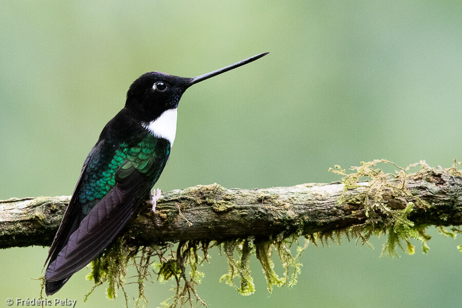 Collared Inca