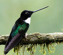 Collared Inca