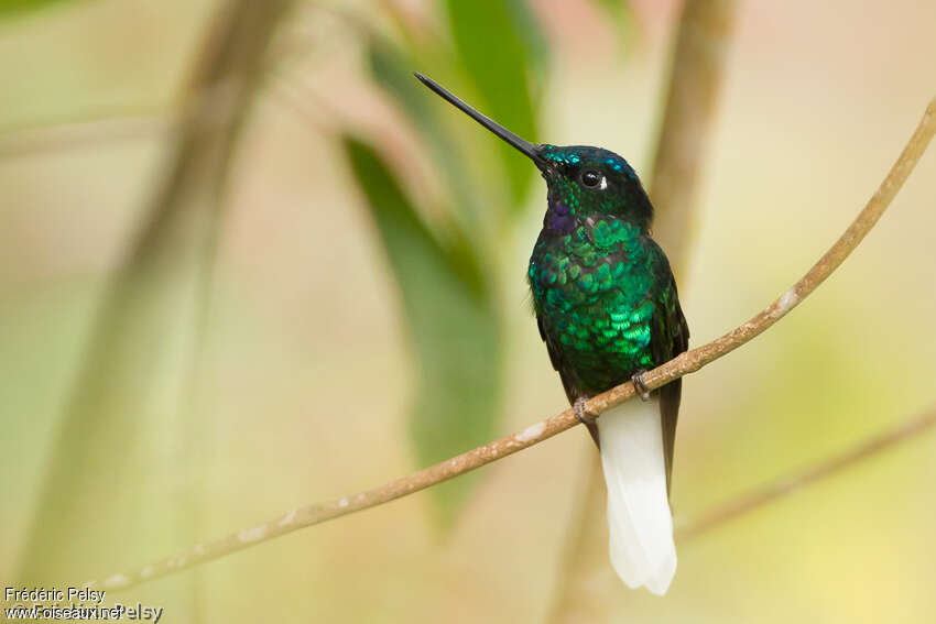 White-tailed Starfrontlet male adult