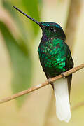 White-tailed Starfrontlet