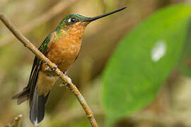 White-tailed Starfrontlet