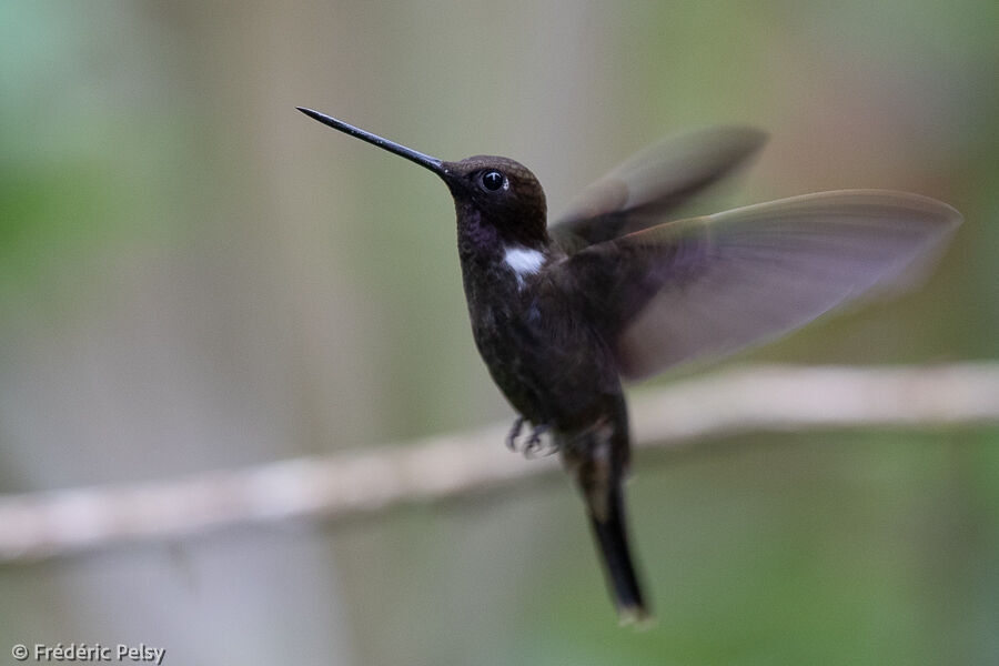 Brown Inca, Flight