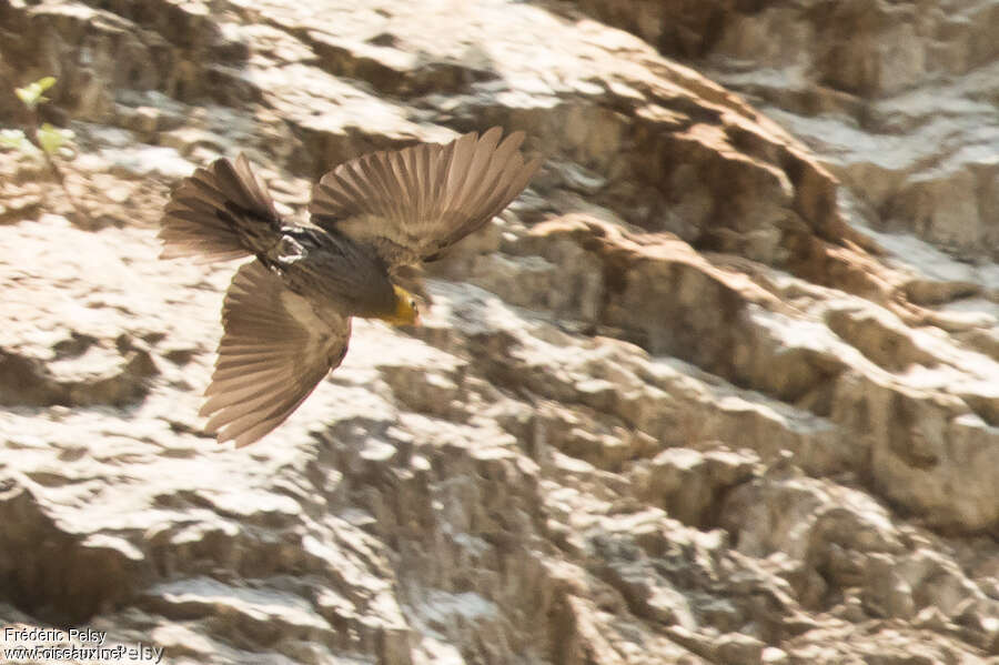 Yellow-rumped Honeyguide, Flight