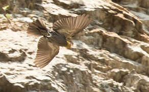 Yellow-rumped Honeyguide