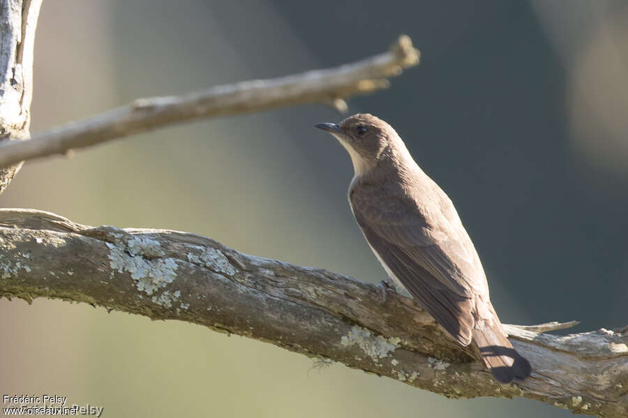 Brown-backed Honeybirdadult, identification