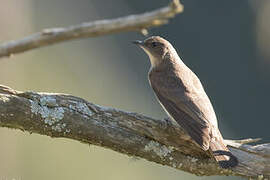 Brown-backed Honeybird