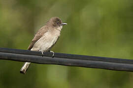 Brown-backed Honeybird