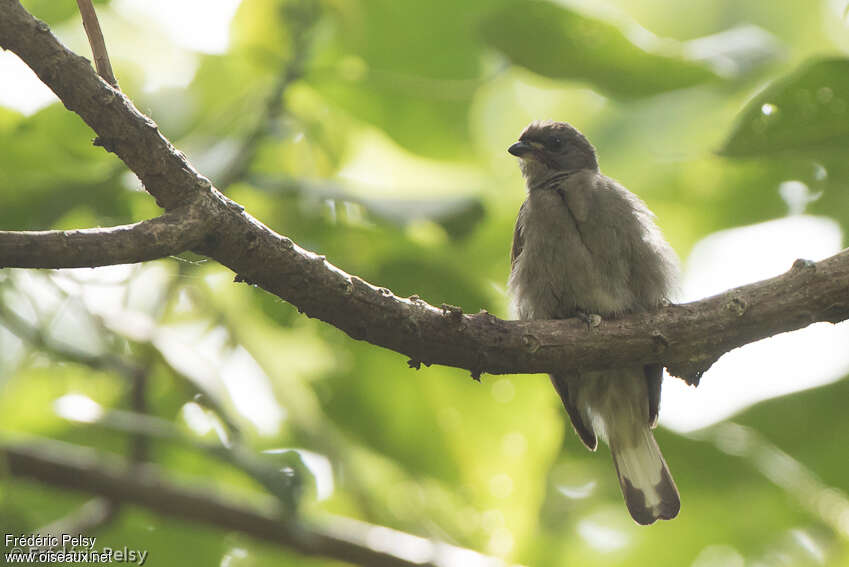 Least Honeyguide, identification