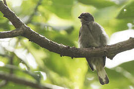 Least Honeyguide