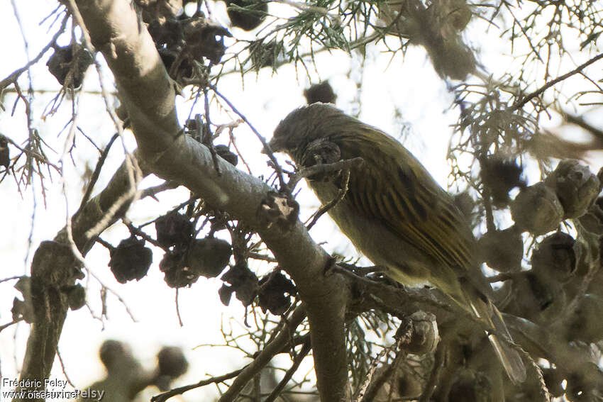 Dwarf Honeyguideadult