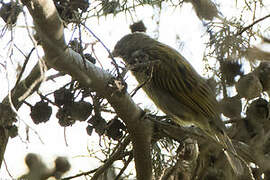 Dwarf Honeyguide